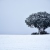 GALERÍA FOTOGRÁFICA: El Picazo en Invierno
