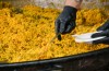 FIESTAS 2026: PAELLA, EMILIO ZAMORA Y DISFRACES